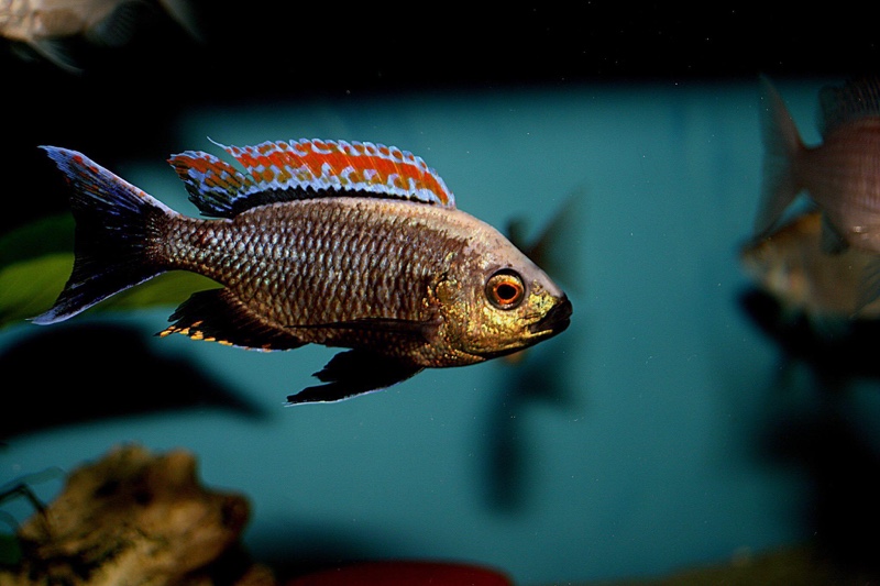 Copadichromis sp. 'firecrest' Gome